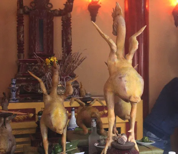 hinh-anh-ga-cung-le-tuyet-dep_091353900-jpg